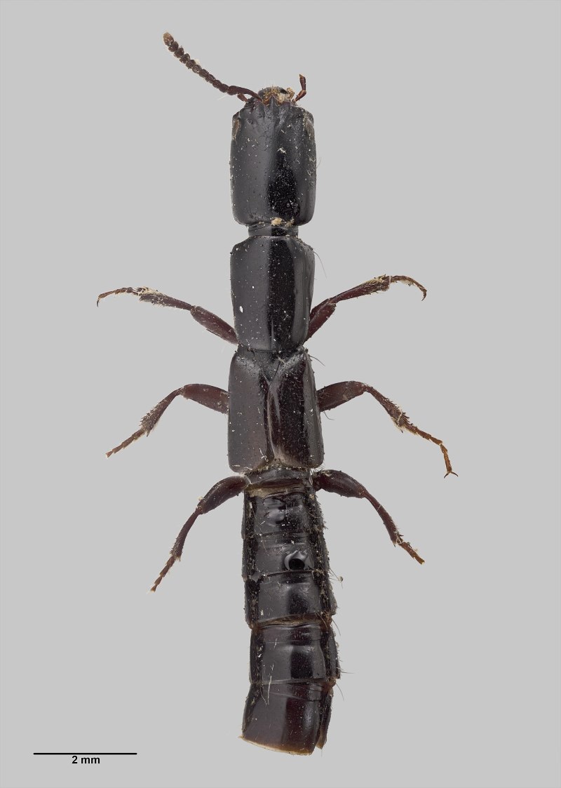 Xantholinini