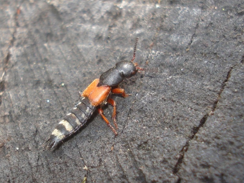 Platydracus Stercorarius
