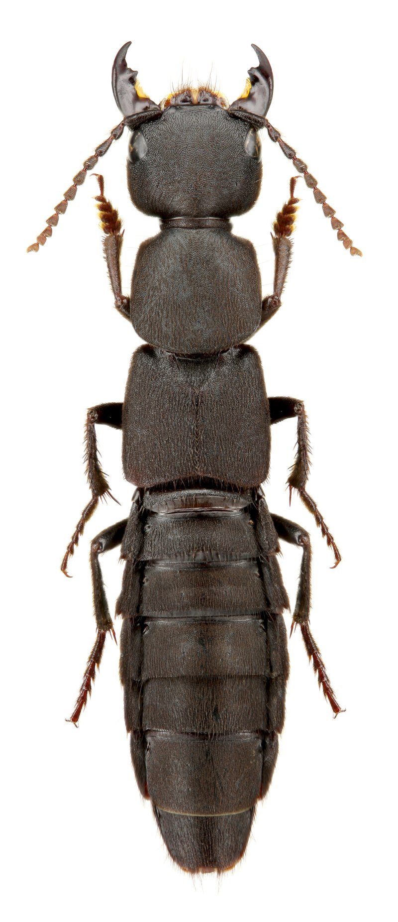 Ocypus Olens