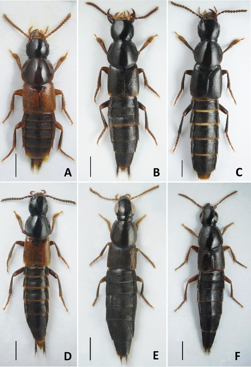 Quedius puncticollis