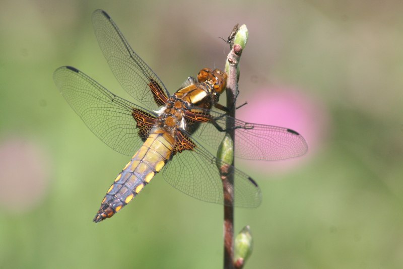 Themisto Libellula