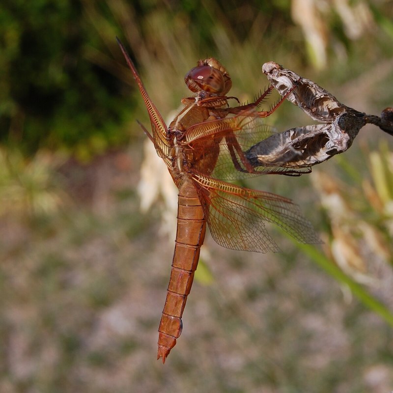 Личинка Стрекозы (Libellulidae)