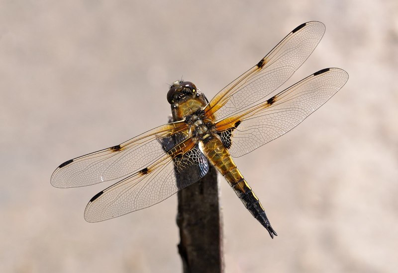 Стрекоза четырехпятнистая Libellula quadrimaculata