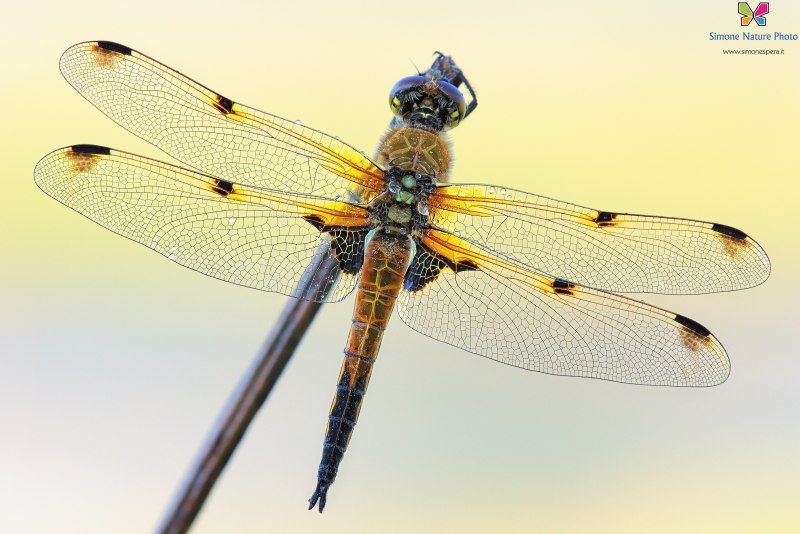 Стрекоза четырехпятнистая Libellula quadrimaculata