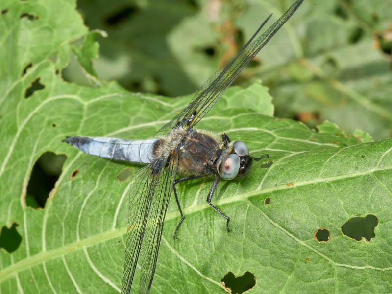 Стрекоза Libellula fulva