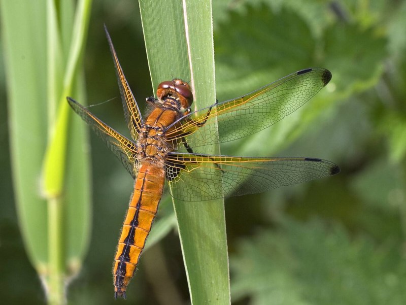 Стрекоза рыжая (Libellula fulva)