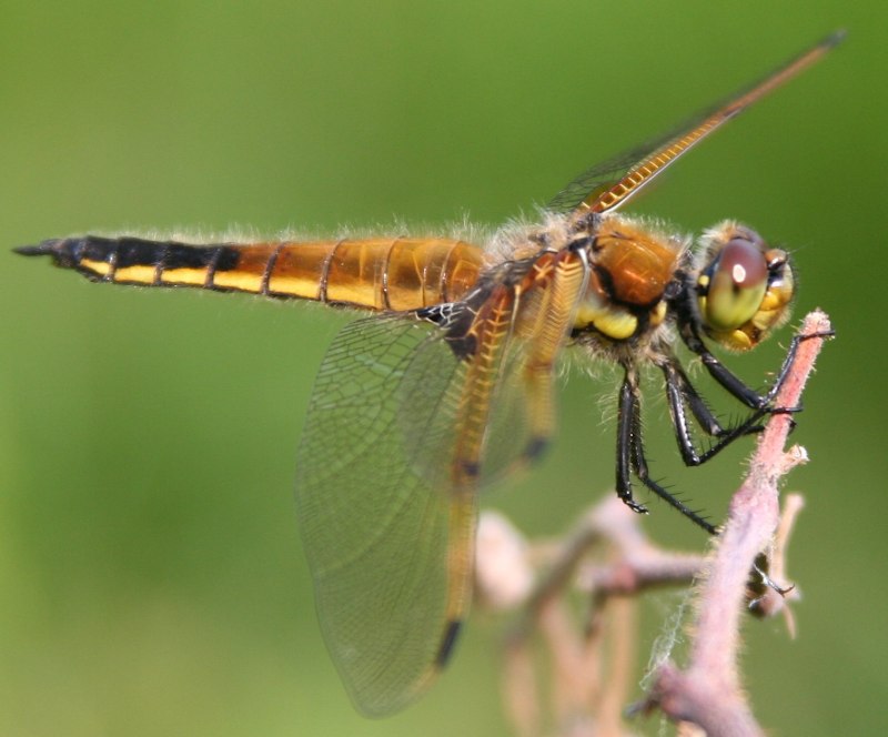 Libellula frontal view
