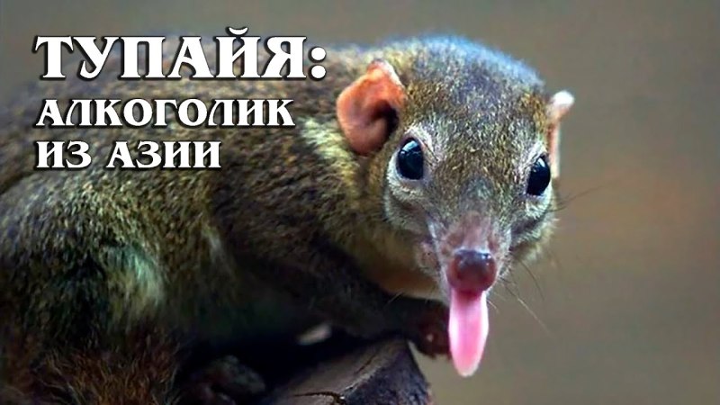 Обыкновенная тупайя