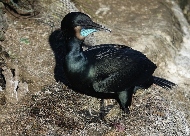 Phalacrocorax penicillatus