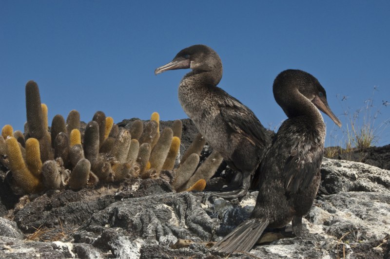 Galapagos Flightless Cormorant Sea Bird