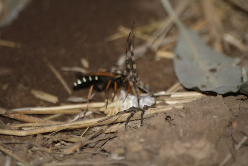 Оса-крестовиколов (Batozonellus lacerticida)