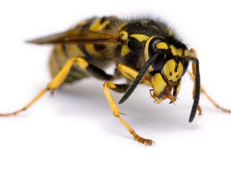 Wasp Оса