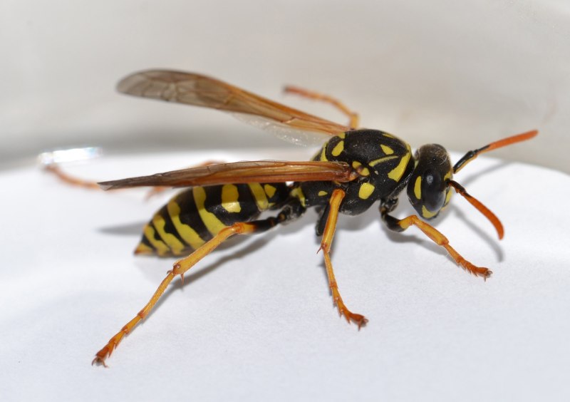 Wasp Оса
