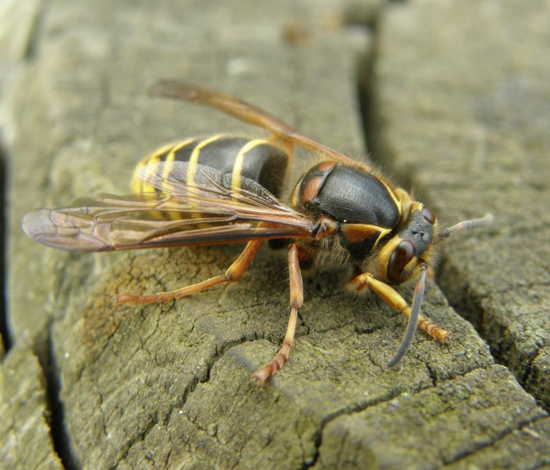 Оса средняя Dolichovespula Media
