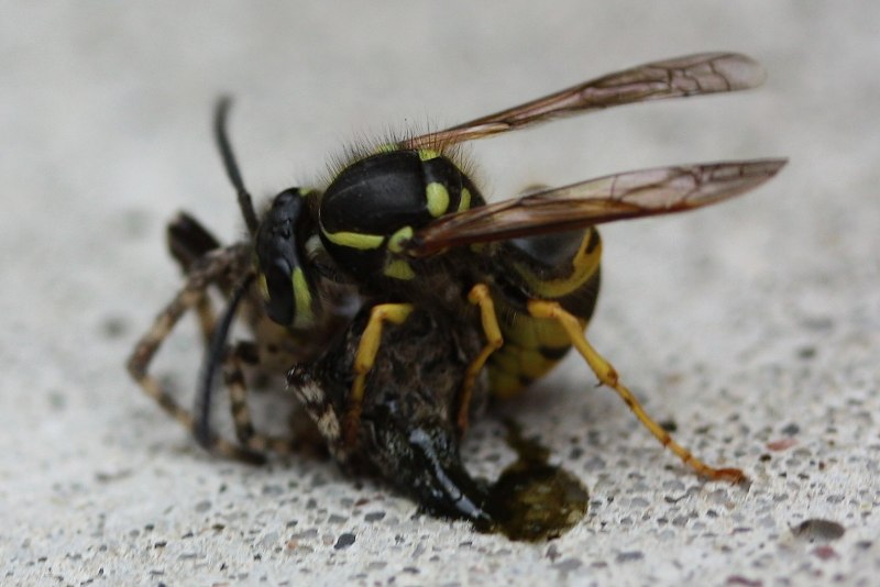 Icheumonid Wasp