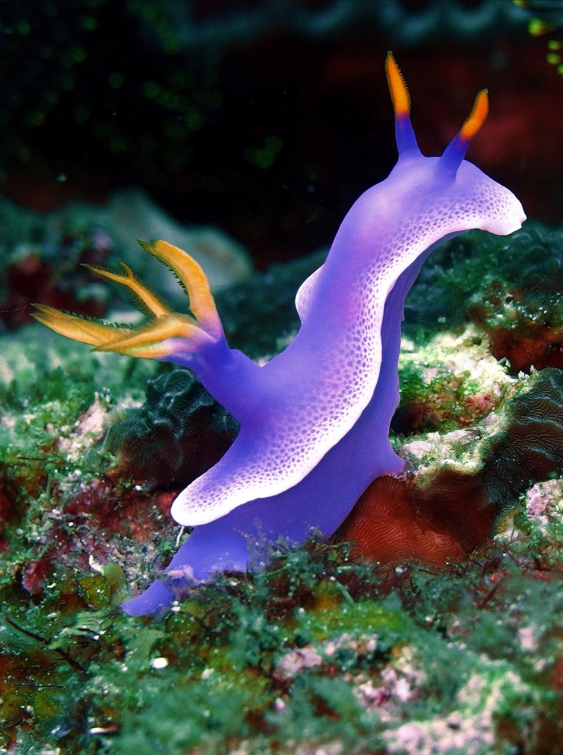 Голожаберные (Nudibranchia)