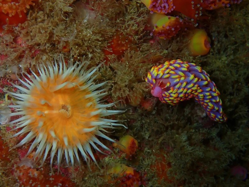 Разноцветные морские слизни