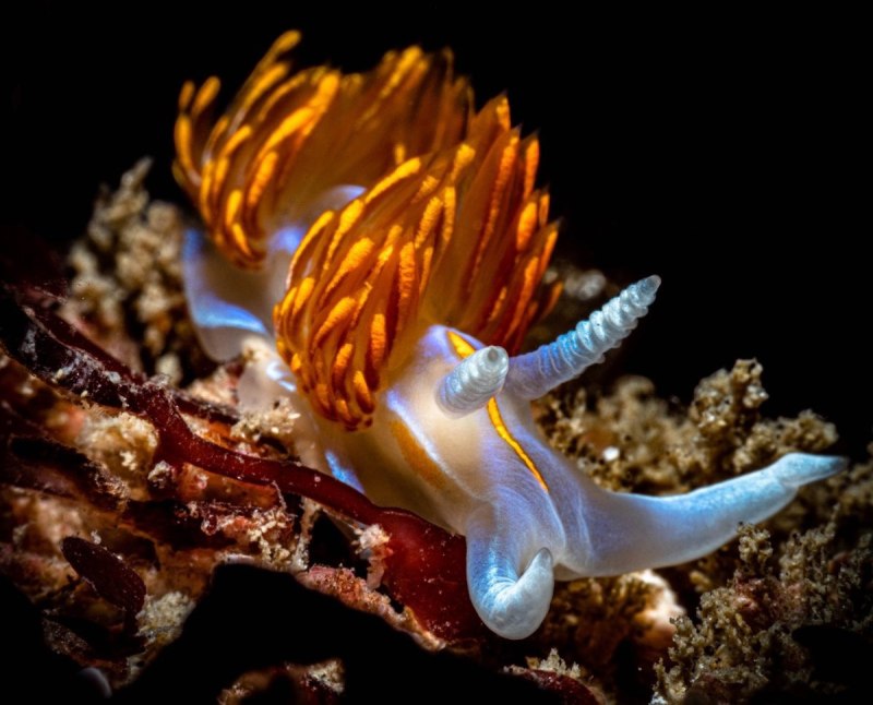 Hermissenda nudibranch