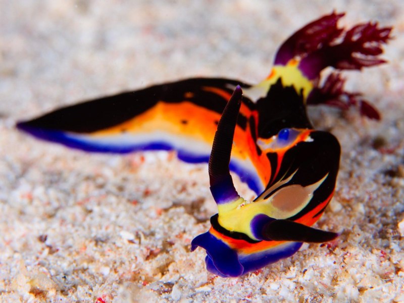 Nembrotha megalocera