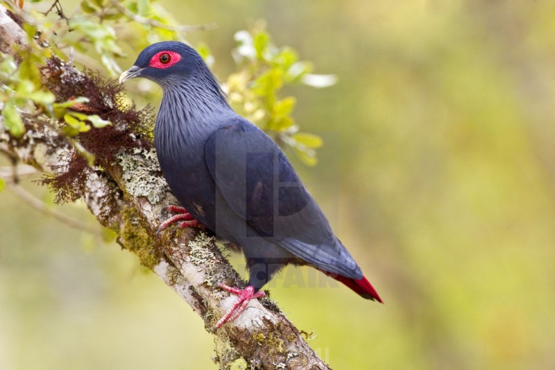 Alectroenas madagascariensis