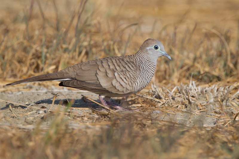 Zebra dove