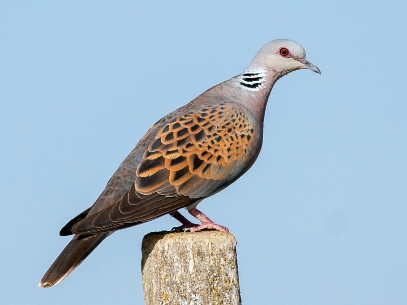 Обыкновенная Горлица (Streptopelia Turtur)