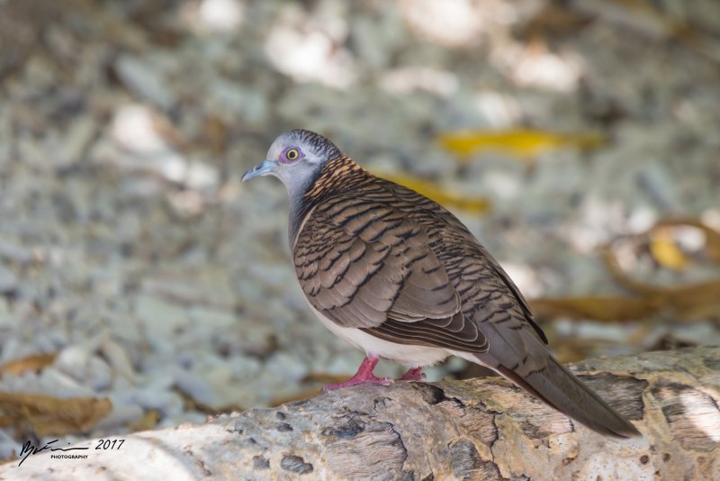 Горлица Ястребиная (Geopelia striata)