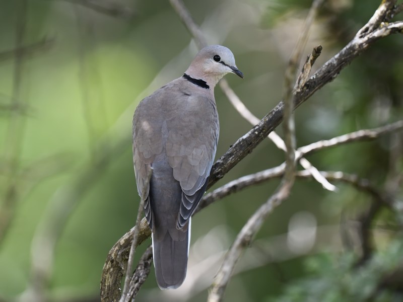 Streptopelia capicola