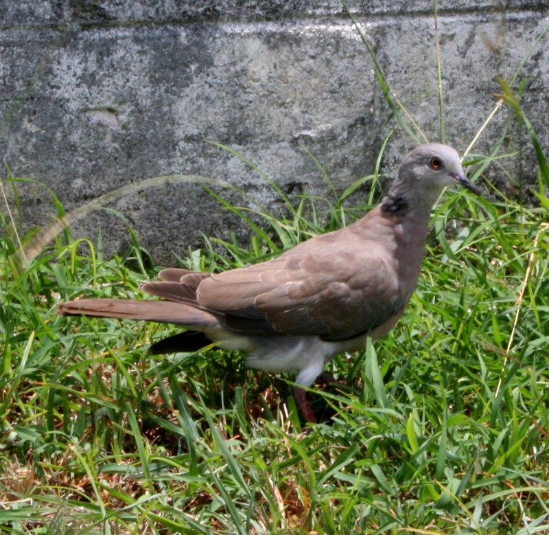 Streptopelia hypopyrrha