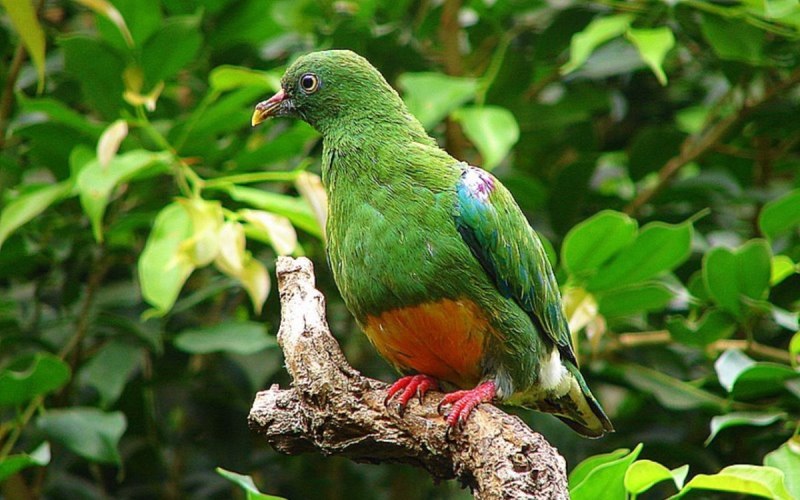 Ptilinopus tannensis