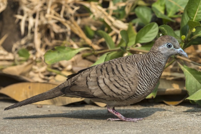 Горлица Ястребиная (Geopelia striata)