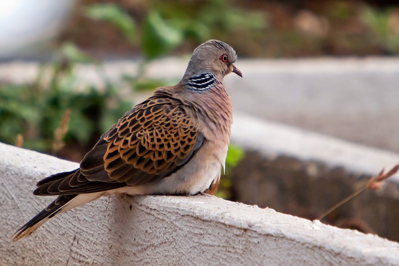 Обыкновенная Горлица (Streptopelia Turtur)