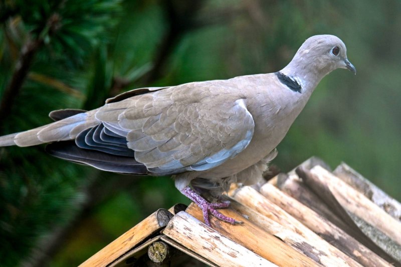 Streptopelia decaocto