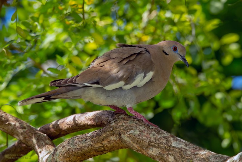 White-Winged dove