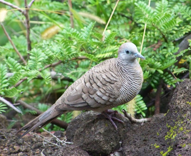 Горлица Ястребиная (Geopelia striata)