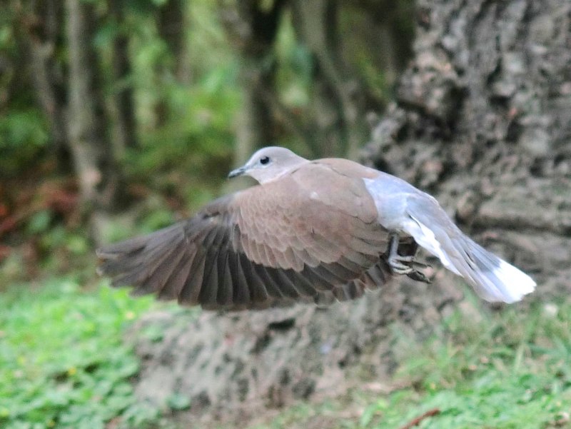 Streptopelia tranquebarica