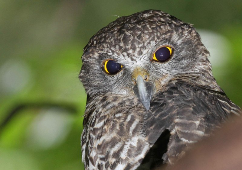 Owl remains