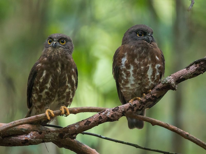 Owl vs Hawk