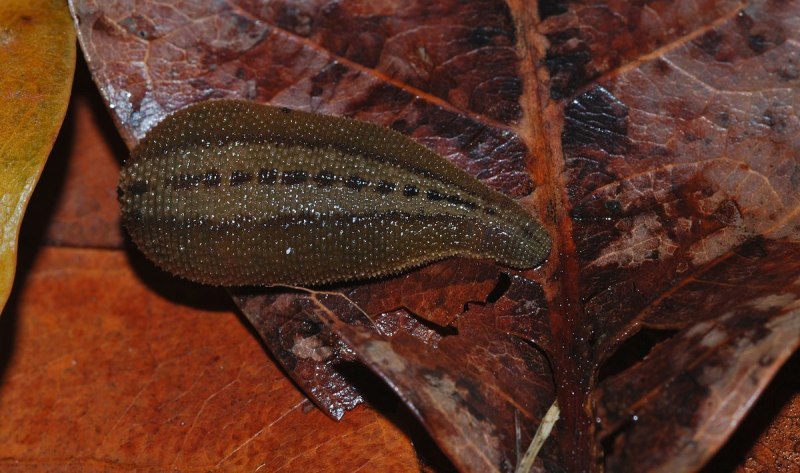 Haemadipsa zeylanica