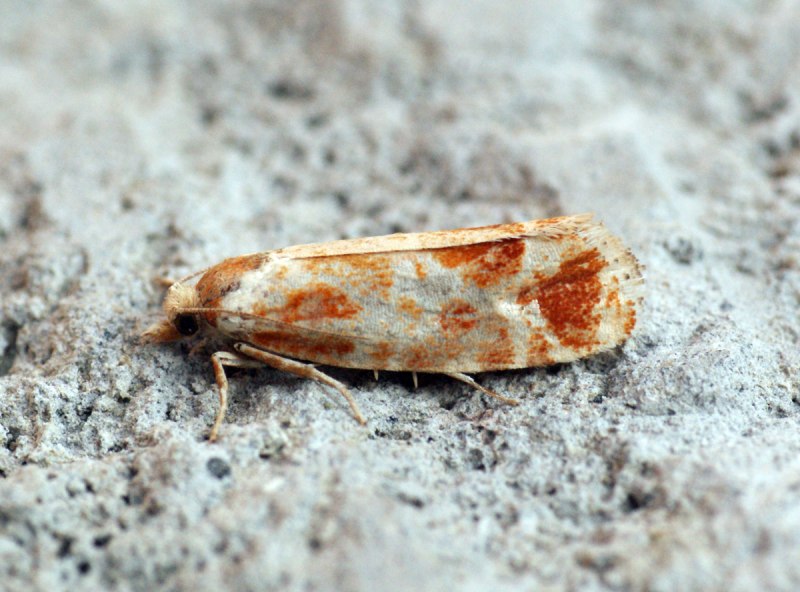 Rhyacionia buoliana