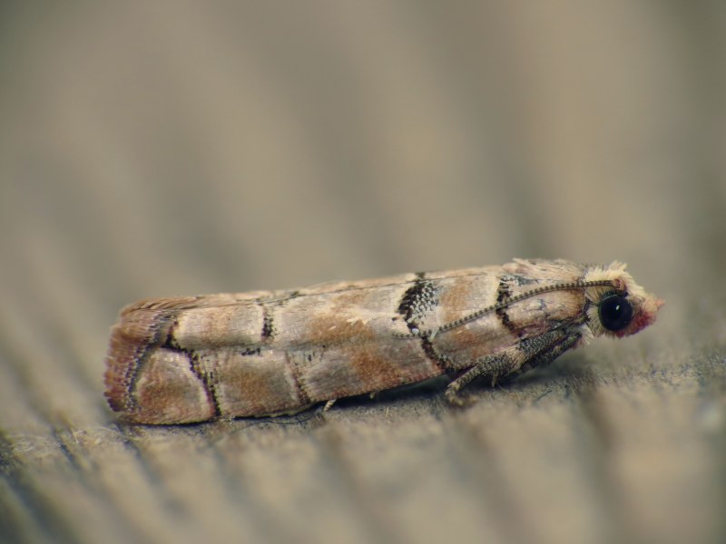 Protoclepsis tessulata питание