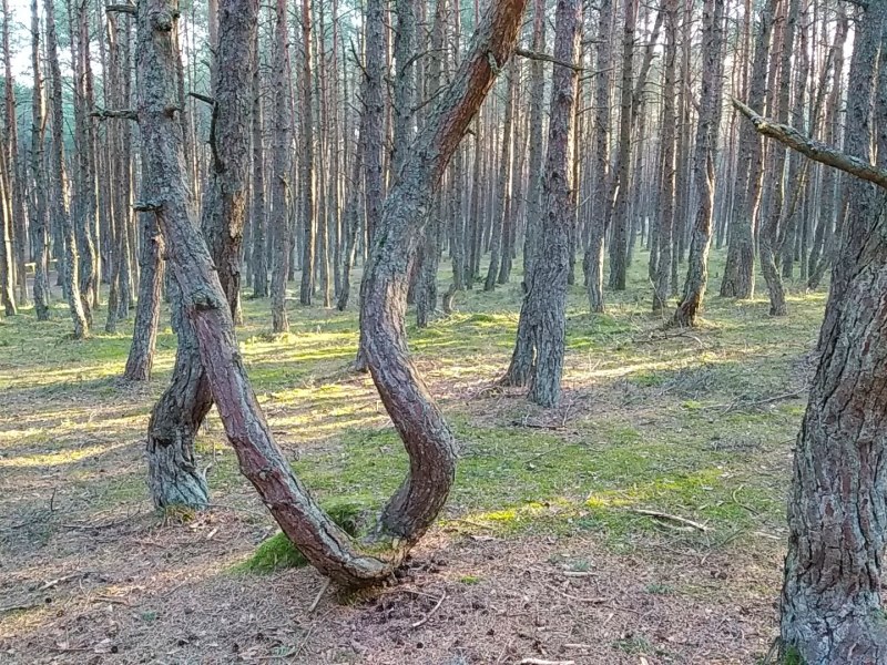 Танцующий лес в Зеленограде