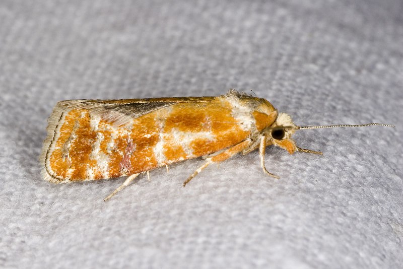 Rhyacionia buoliana