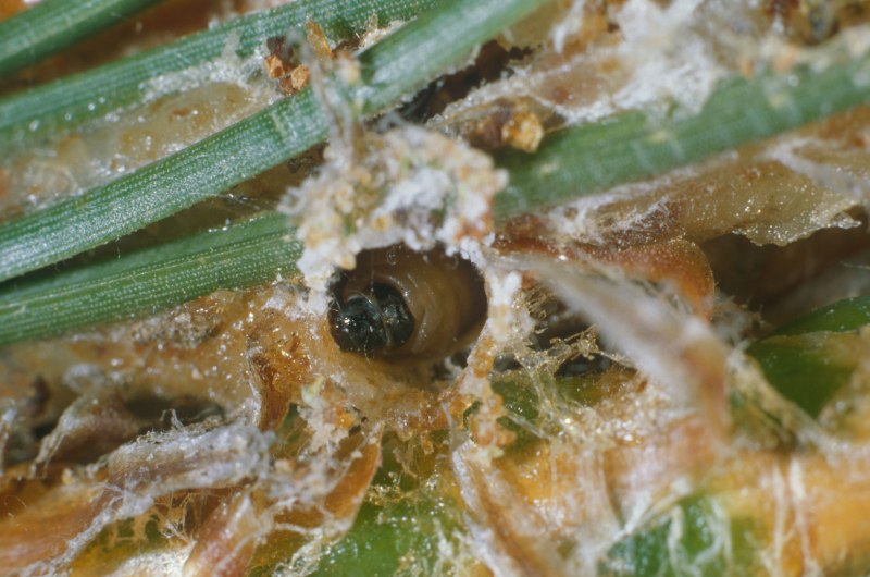 Rhyacionia buoliana