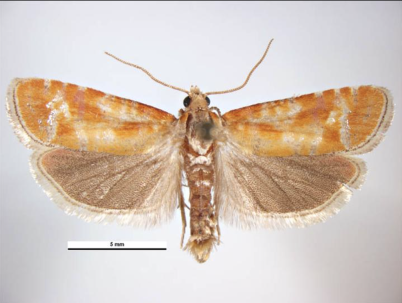 Evetria buoliana Schiff фото