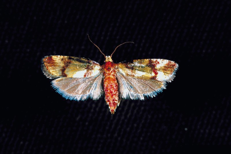 Rhyacionia buoliana