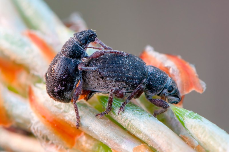 Strophosoma capitatum