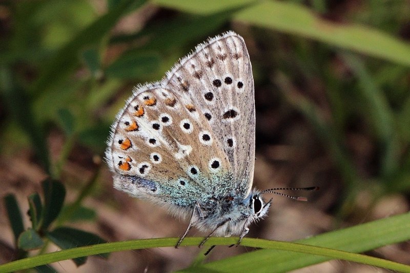 Polyommatus bellargus