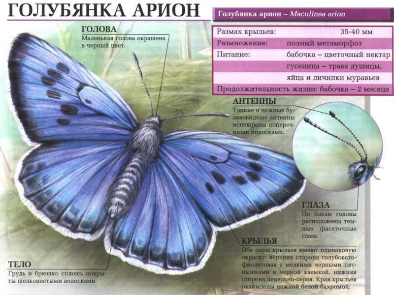 Голубянка Арион бабочка