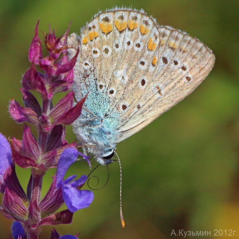 Голубянка Икар (Polyommatus Icarus).